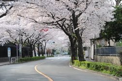 千歳通り沿いの桜並木