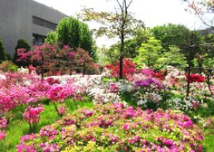練馬区立平成つつじ公園