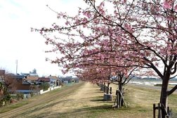 さくら堤公園