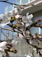 2026 さくら開花宣言です
