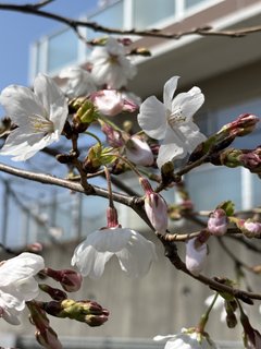 2026 さくら開花宣言です