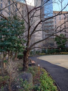 1月の中庭