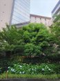 6月の中庭