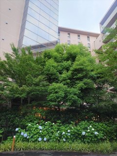6月の中庭