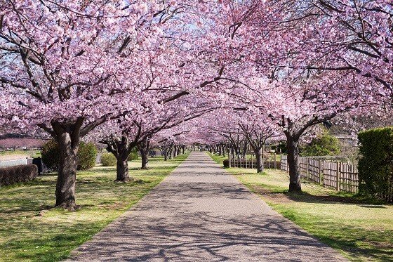 藤沢エデンの園 一番館