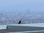 大阪の街並みを眺めながら羽休め～イソヒヨドリ～