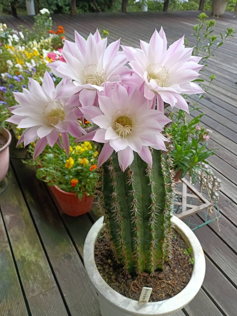 ウッドデッキで大輪のサボテンの花が満開です｜宝塚エデンの園(兵庫県