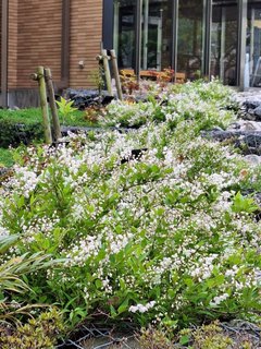 姫空木がお出迎え