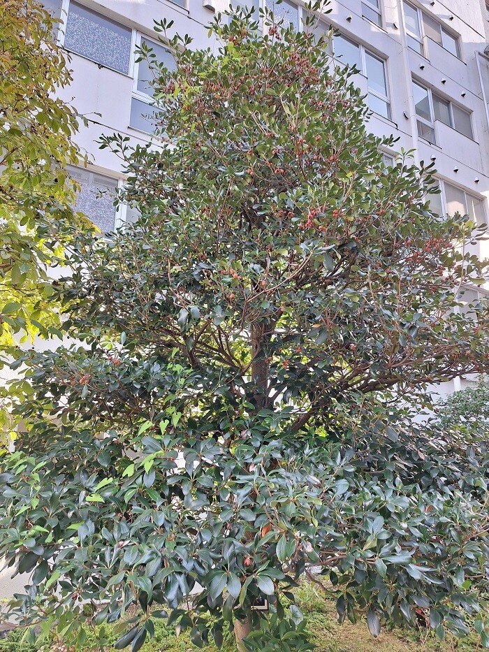 庭木の王様　モッコク　木斛 モッコク（木斛）/古くから愛される庭木の王様 - 庭サポ