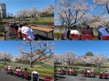 お花見会