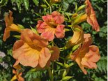 あすみ花便り