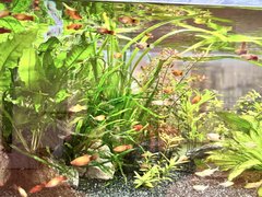 施設内の熱帯魚