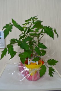 ガーデニング🍅