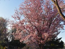 福住小川公園徒歩3分