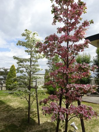 中庭のハナミズキが色鮮やかに開花しました ロイヤルステージ大垣 岐阜県大垣市 Lifull介護 旧home S介護