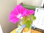 朝顔が満開です