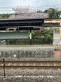 葉桜に、、、②
