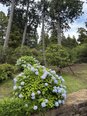 円覚寺の紫陽花