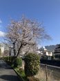 境川遊歩道の桜