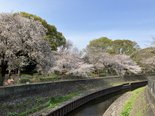 善福寺川緑地公園で桜が咲きました!