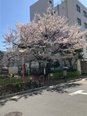 桜の季節がきました🌸