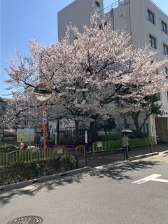 桜の季節がきました🌸