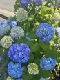 西区の花「紫陽花」が彩る、西大宮の魅力