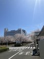 三菱電機の桜