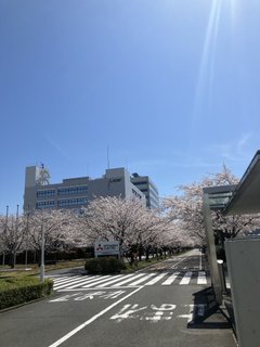 三菱電機の桜