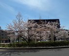 ☆妙典駅前の桜☆