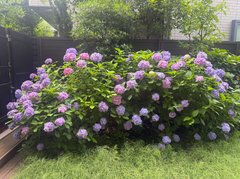 ☆中庭のあじさい☆