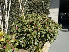 沈丁花(ジンチョウゲ)に蕾がつき始めました!開花が待ち遠しい!