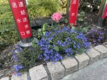 春を感じさせる花々が咲き誇っています! ②