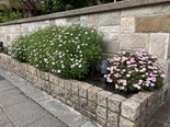 物件に花が咲いています②