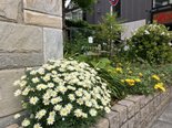 物件に花が咲いています③