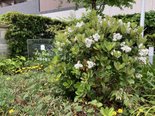 物件に花が咲いています④