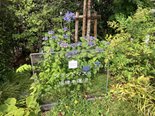 通路側の物件看板付近の植栽できれいな花が咲きました!