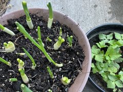 ベランダで再生栽培を楽しむ入居者様