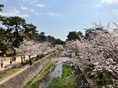 夙川公園の桜が満開です