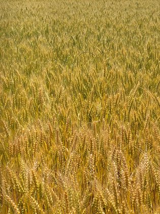 ケアハウスみやき