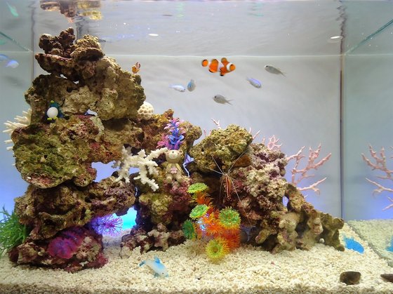 オーチャード開智地域密着型