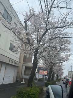 雨桜となりましたが(#^.^#)