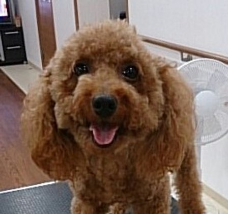 ゆうペットシニア