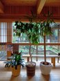 館内を彩る鮮やかなグリーン🌿 心安らぐ癒しの空間づくり