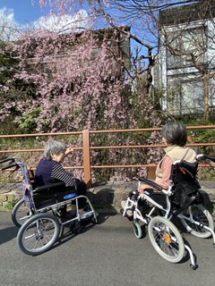 【花見の季節が来た!!】施設から徒歩数分の所に満開の桜が!