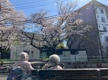 春爛漫🌸～お花見日和～