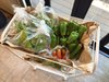 屋上で採れた新鮮夏野菜🥬
