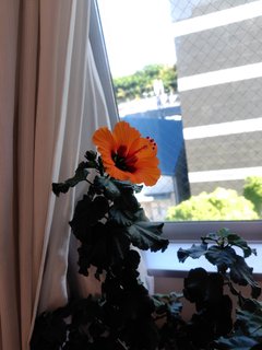 咲きました!