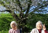お花見!