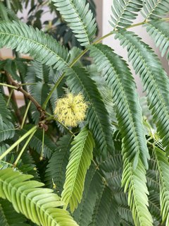 ホームに幸せがやってきた!エバーフレッシュのかわいいお花